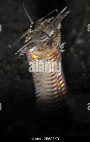 Worm di Bobbit, afroditois di Eunice, con le mascelle aperte fuori del foro, immersione notturna, sito di immersione Aer Perang, stretto di Lembeh, Sulawesi, Indonesia Foto Stock
