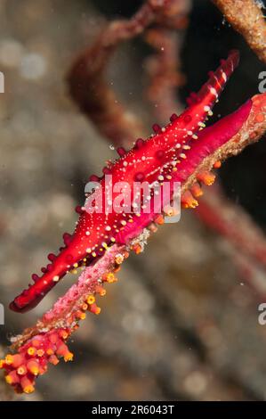 Rosy mandrino lumaca, Phenacovolva rosea, su corallo, Hairball dive sito, Lembeh Straits, Sulawesi, Indonesia Foto Stock