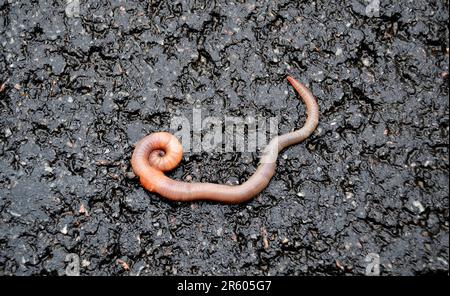 Verme di terra rosse vive esca per la pesca isolato su sfondo scuro, fotografia consistente di gaunt striped terracotta ad asfalto, bellezza naturale da Foto Stock