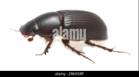 Scarabeo letale notturno, rufipes di Acrossus isolato su sfondo bianco, foto macro Foto Stock