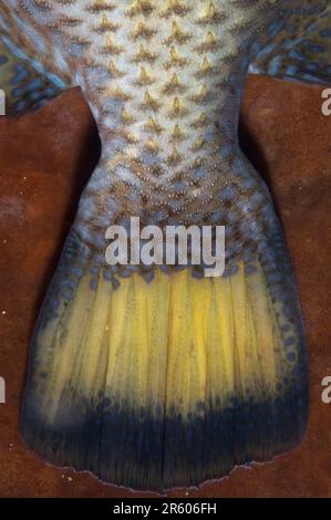 Titano Triggerfish, balistoides viridens, coda con piccole spine, Pantai Parigi dive site, Lembeh Straits, Sulawesi, Indonesia Foto Stock