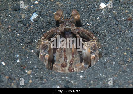 Tredici denti Mantis Shrimp, Lysiosquilla tredecimdentata, in buca, Hei Nus sito di immersione, Lembeh Straits, Sulawesi, Indonesia Foto Stock