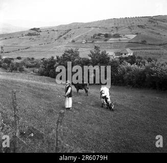 Transilvania, Romania, circa 1980. Uomo anziano in abiti tradizionali che mandano due mucche. Foto Stock