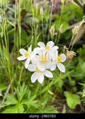 Anemonastrum narcissiflorum narcissus pianta fioritura anemone, petalo bianco giallo fiori alpini selvatici in fiore sul prato. Foto Stock