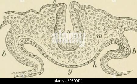 «Libro di testo sull'istologia normale: Comprendente un resoconto dello sviluppo dei tessuti e degli organi» (1899) Foto Stock