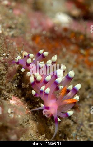 Molto desiderato Flabellina nudibranch, Flabellina exoptata, nudi Falls sito di immersione, Lembeh Straits, Sulawesi, Indonesia Foto Stock