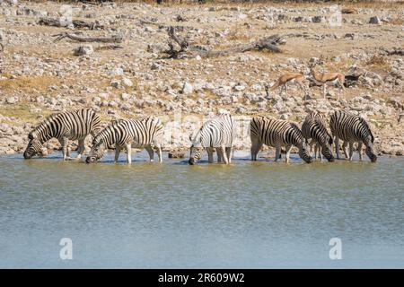 Mandria di zebre acqua potabile alla buca d'acqua in Etosha; Equus burchell's. Parco Nazionale di Etosha, Namibia, Africa Foto Stock