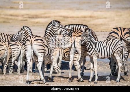 Mandria di zebre in una buca d'acqua in Etosha; Equus burchell's. Parco Nazionale di Etosha, Namibia, Africa Foto Stock