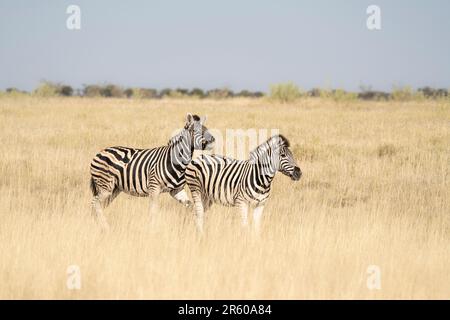 2 zebre attraversano la saliera e l'erba alta di Etosha; quella di Equus burchell. Parco Nazionale di Etosha, Namibia, Africa Foto Stock