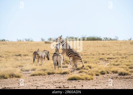 Mandria di zebre, 2 zebre che combattono sulla saliera di Etosha; Equus burchell's. Parco Nazionale di Etosha, Namibia, Africa Foto Stock