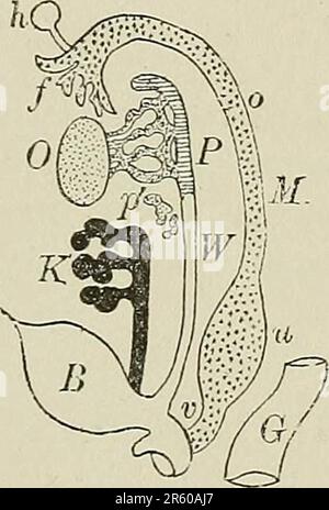 «Libro di testo sull'istologia normale: Comprendente un resoconto dello sviluppo dei tessuti e degli organi» (1899) Foto Stock