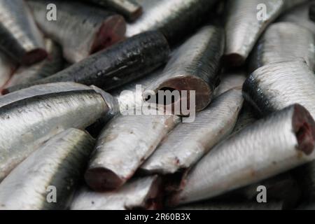 Sardine in fase di approntamento per la conservazione Foto Stock