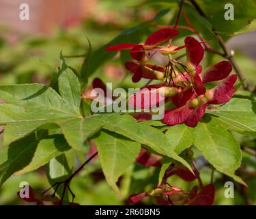 Primo piano dettaglio dei semi alati dell'albero ornamentale Acer palmatum Osakazuki, scattato con un obiettivo macro. Foto Stock