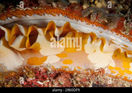 Ostrica spinosa variabile, varietà di Spondylus, immersione notturna, sito di immersione Gili Lawa Darat, isola di Komodo, Parco Nazionale di Komodo, Indonesia Foto Stock