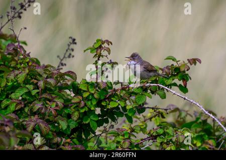 Whitehocle, Sylvia communis, arroccato in un cespuglio, cantando Foto Stock