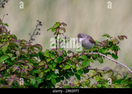 Whitehocle, Sylvia communis, arroccato in una macchia di rovo. Foto Stock