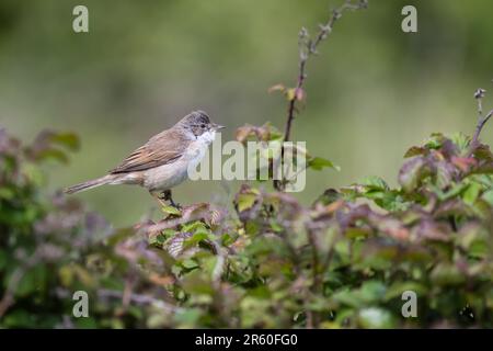 Whitehocle, Sylvia communis, arroccato in una macchia di rovo. Foto Stock