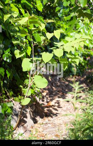 Nodweed giapponese (Reynouria japonica sin. Fallopia japonica) che cresce da una pietra all'altra in un letto rialzato in un giardino a Clapham, Londra. Anna Watson Foto Stock