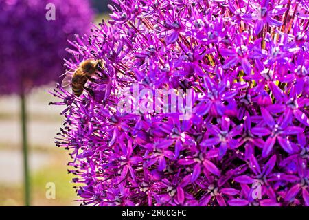 Bee prende un dito su un fiore viola sfondo allio gigante AMBASSADOR. Apicoltura Foto Stock