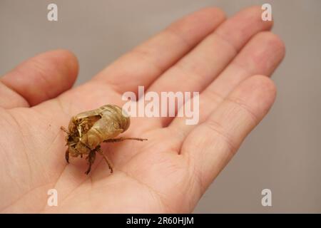 Cocoon of Tree cricket in una vista ravvicinata con la mano dell'uomo Foto Stock