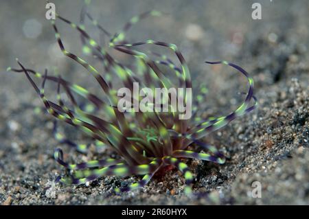 Tube Anemone, Cerianthus sp, tentacoli sulla sabbia, Hei Nus dive site, Lembeh Straits, Sulawesi, Indonesia Foto Stock