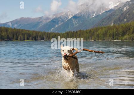 Cane felice con il bastone in bocca sta correndo attraverso l'acqua nel lago. Giocoso labrador Retriever in montagna. Foto Stock