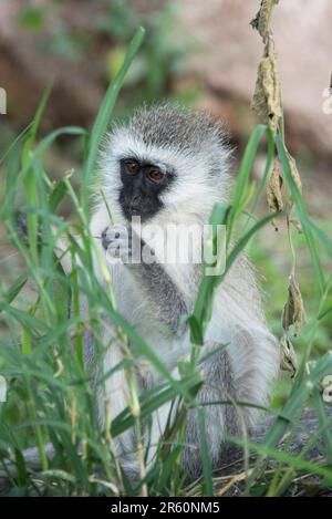 Scimmia vervet con faccia nera che mangia erba in Tanzania, Africa Foto Stock