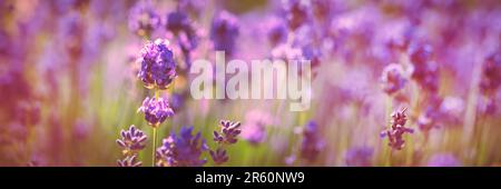 Fiore di lavanda viola primo piano in un giardino, banner web panoramico estivo Foto Stock