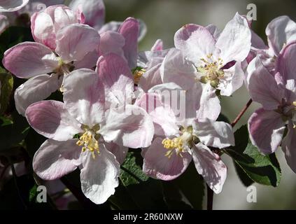 I fiori di mela sui rami durante il periodo fiorito in primavera deliziano con la loro bellezza Foto Stock