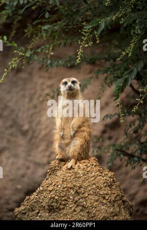 Meerkat dell'Africa che guarda al dovere di sentry Foto Stock