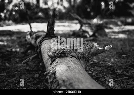 Un tronco di albero caduto si trova nel mezzo di una foresta lussureggiante, circondato da rami morti e fogliame Foto Stock