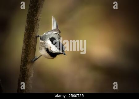 Un black-capped Luisa appollaiato su un ramo di albero. Foto Stock