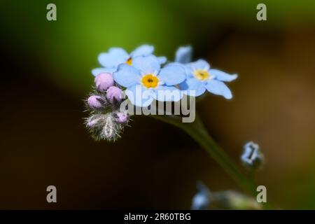 Legno Forget-me-Not (Myosotis sylvatica) - fiori blu e boccioli rosa macro Foto Stock