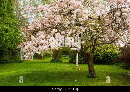 Fiori ornamentali di ciliegio, Medstead, Hampshire, Inghilterra, Regno Unito. Foto Stock