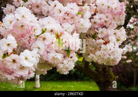 Fiori ornamentali di ciliegio, Medstead, Hampshire, Inghilterra, Regno Unito. Foto Stock