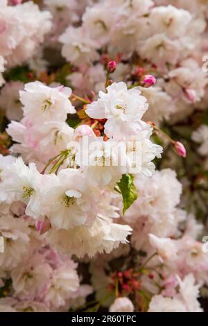 Fiori ornamentali di ciliegio, Medstead, Hampshire, Inghilterra, Regno Unito. Foto Stock