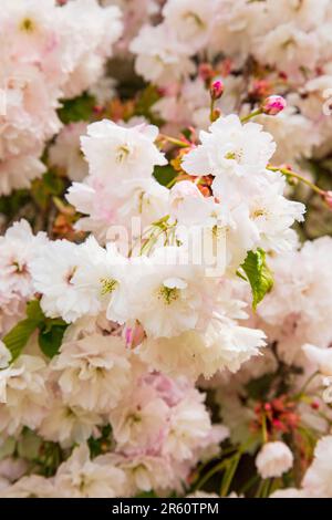 Fiori ornamentali di ciliegio, Medstead, Hampshire, Inghilterra, Regno Unito. Foto Stock