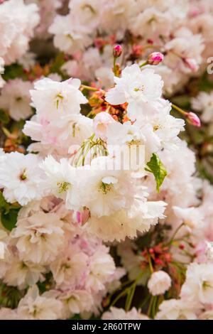 Fiori ornamentali di ciliegio, Medstead, Hampshire, Inghilterra, Regno Unito. Foto Stock