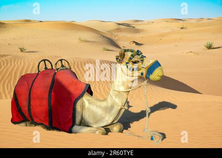 Cammello arabo impacco con sella e closeup halter riposante nelle sabbie del deserto arabo di Dubai Foto Stock