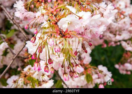 Fiori ornamentali di ciliegio, Medstead, Hampshire, Inghilterra, Regno Unito. Foto Stock