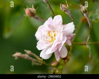 Un solitario profumato, rosa pallido rambling fiore di rosa Foto Stock
