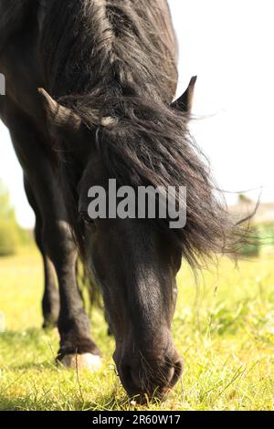 Un cavallo nero che pascola in un campo Foto Stock