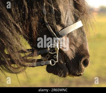 Un pony caduto nero che indossa una briglia, tagliato Foto Stock