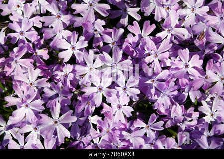 Fiori Phlox sottola durante la fioritura di fiori delicati e belli Foto Stock