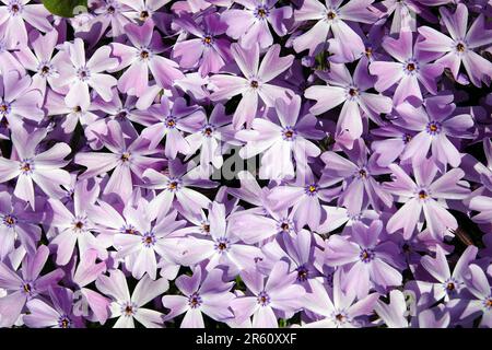 Fiori Phlox sottola durante la fioritura di fiori delicati e belli Foto Stock