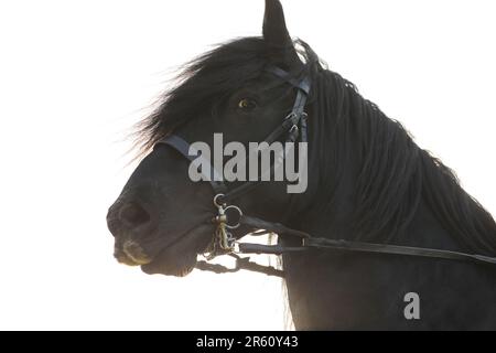 Ritratto di un pony caduto che indossa una briglia Foto Stock