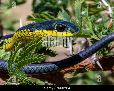 Primo piano di un serpente boomslang (Dispholidus typus) proveniente dall'Africa meridionale Foto Stock