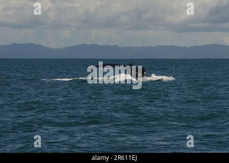 Megattere (megaptera novaeangliae) nell'area marina del Parco Nazionale di Marina Ballena in Costa Rica. Foto Stock