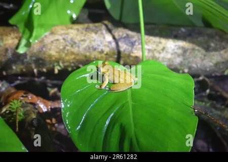 Rana di vetro smeraldo (Centrolene problepon) durante una passeggiata notturna in una piantagione di banane a Drake, penisola di Osa, Costa Rica. Foto Stock