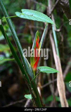 Helconia fiori rossi che crescono in Cloud Forest Montagne escursione, Dos Brazos Village, Osa Peninsula, Costa Rica. Foto Stock